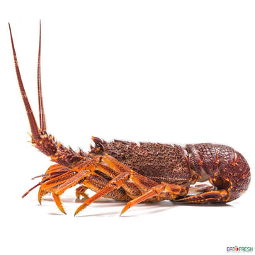 (FRESH) Australia Rock Lobster 500-700G