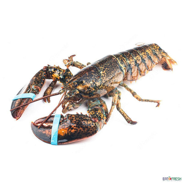 Boston Lobster 600-700g (live)