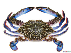 Flower Crab (~500g, 1-2pcs)
