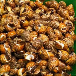 Tiger Clam 500g