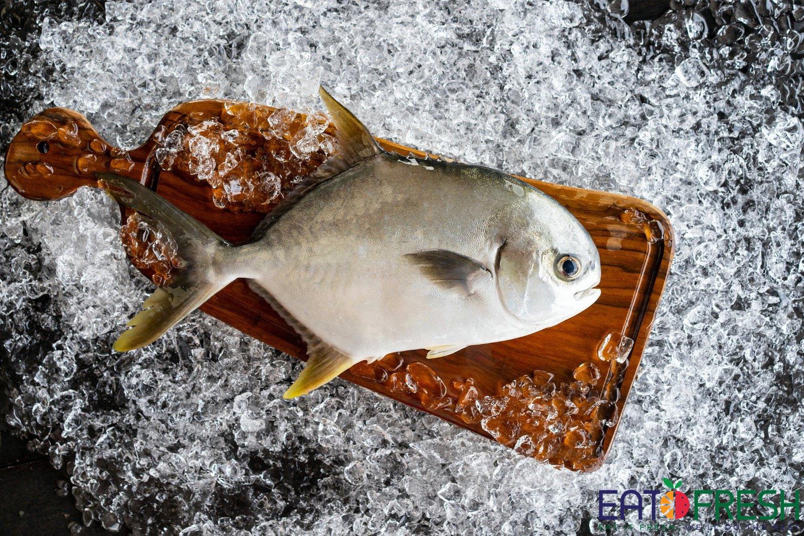 Fresh Pomfret Whole (Golden) 新鲜整金鲳魚 - 400g~500g