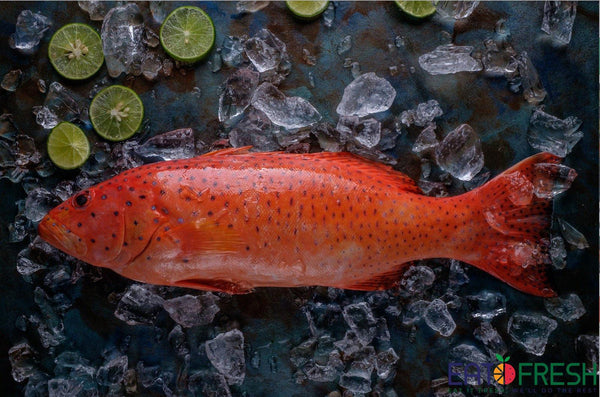 Fresh Grouper Premium (Red) 新鲜红石斑鱼