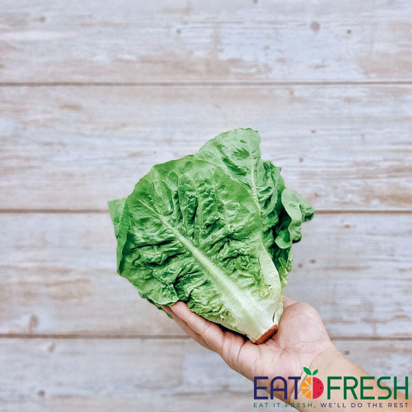 Lettuce (Romaine) - 550g~600g per pack - Eat Fresh SG