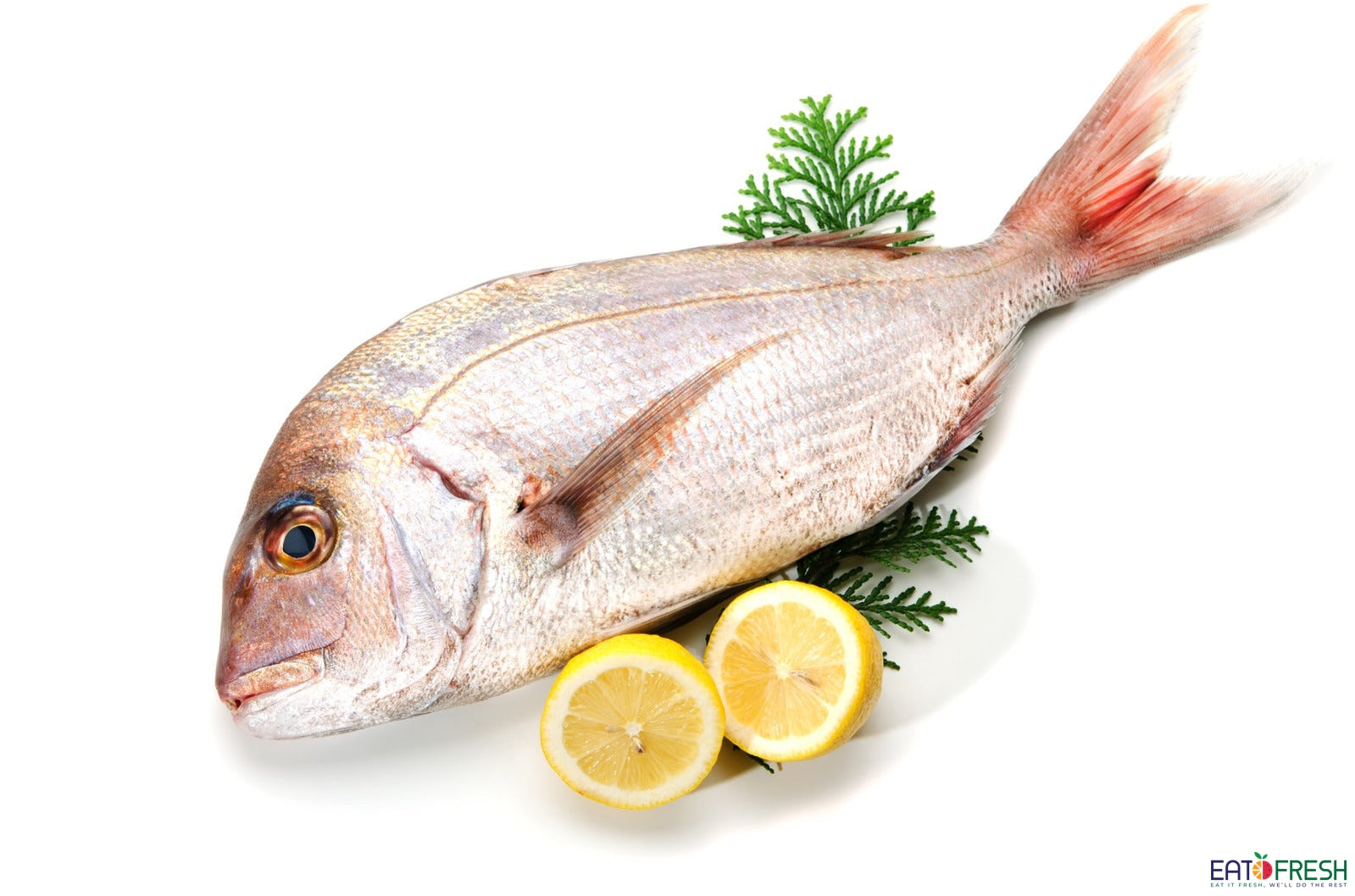 Bream - Lime – Fly Fish Food
